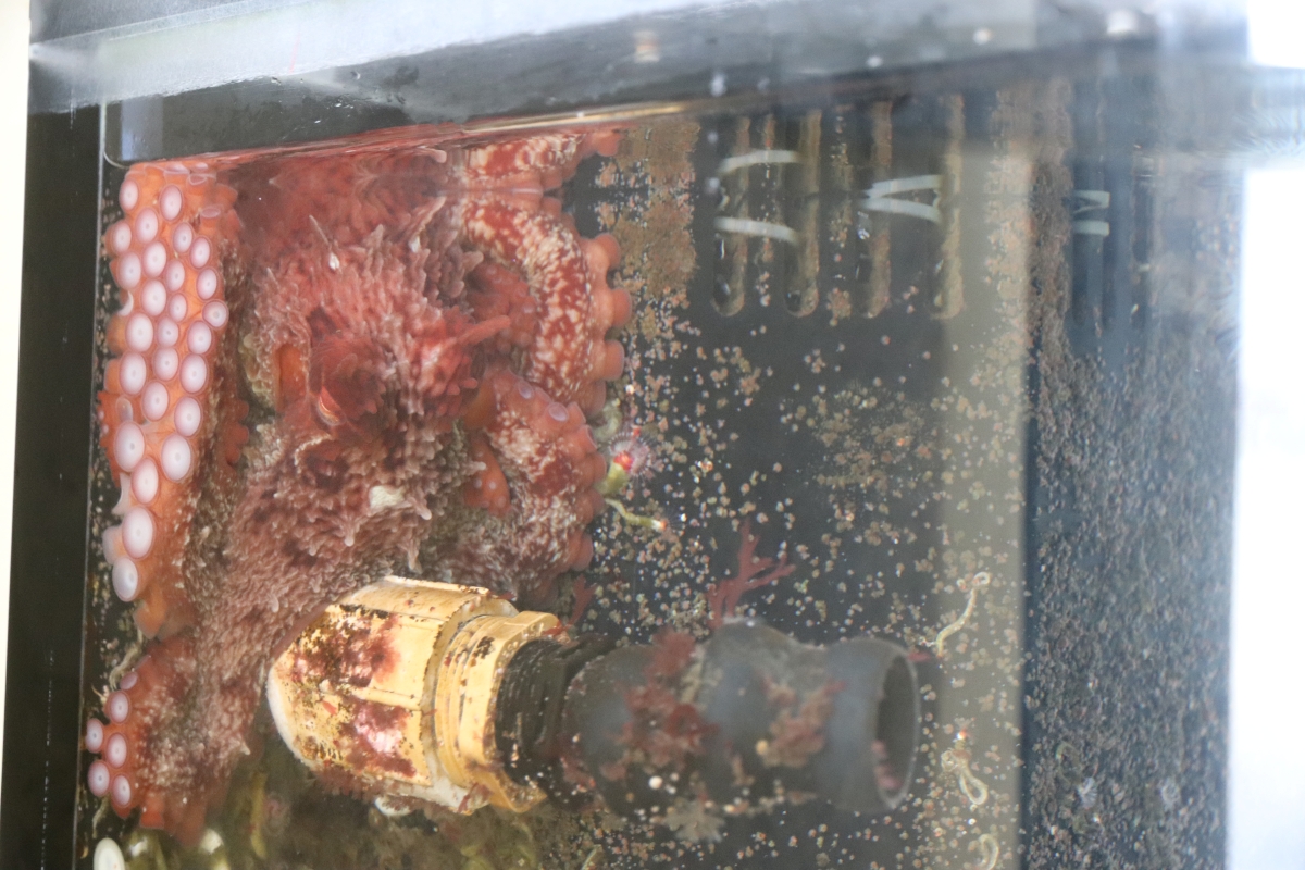 The Sitka Sound Science Center's great pacific octopus (KCAW/Cotter)