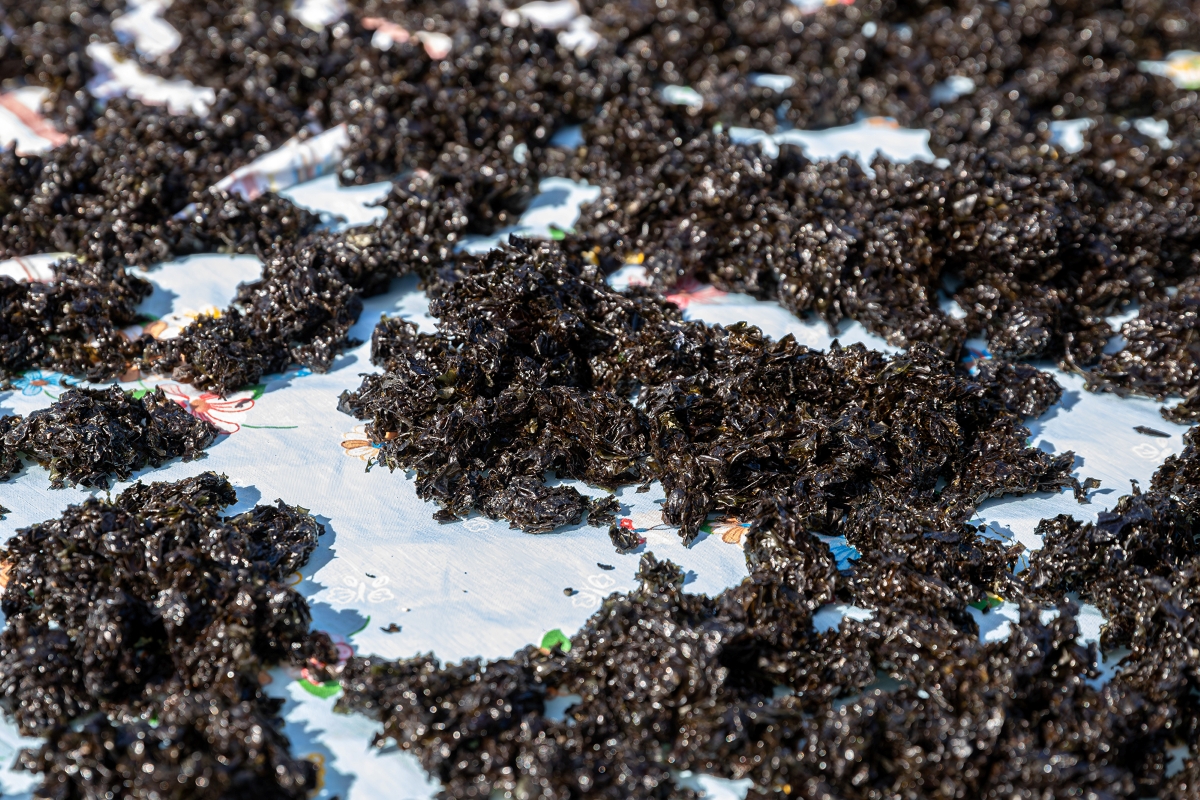 The current image has no alternative text. The file name is: shi_seaweed_hoonah