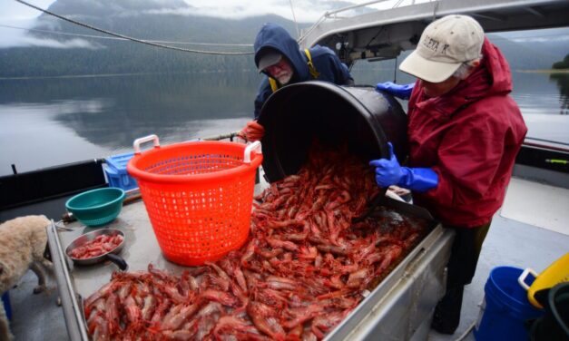 Southeast shrimping temporarily closed