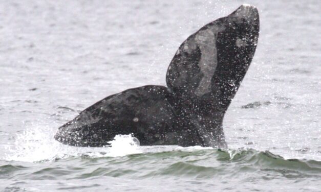 Upcoming Pub Talk offers a whale of a good time (and knowledge)!