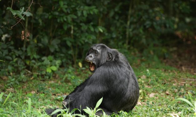 Chimps’ taste for fermented fruit hints at origins of human love of alcohol