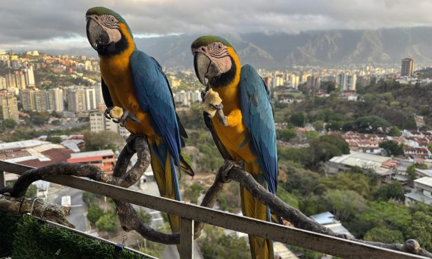 Caracas’ iconic macaws threatened by vanishing palm trees