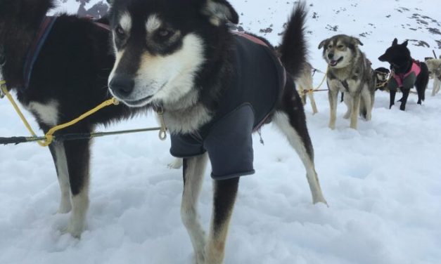 Alaska musher sues U.S. Citizenship and Immigration Services over immigration case
