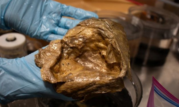 ‘It was right in front of us the whole time’: scientists identify mysterious ‘golden orb’ discovered off Alaska’s coast