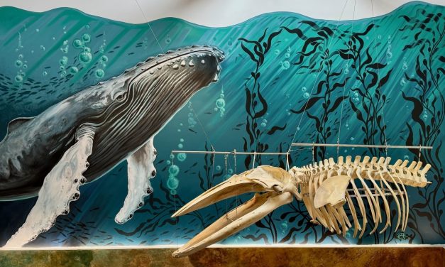 Sitka Whale Rearticulation Project showcases completed whale skeleton and mural