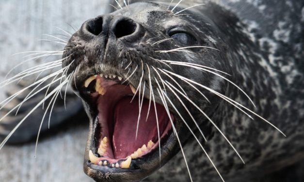 How seals’ whiskers make them master underwater hunters