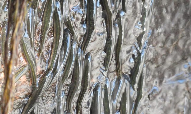 These rock-climbing fish can shimmy up a 50-foot waterfall