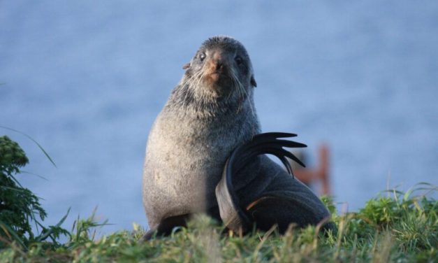 Conservation group sues to limit pollock trawl fishing in Bering Sea to protect fur seals