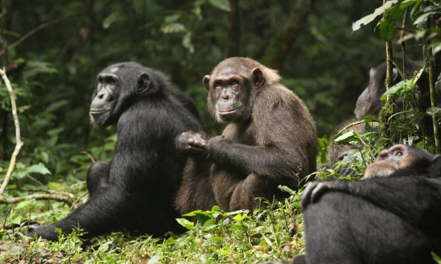 What a chimpanzee ‘civil war’ can teach us about how societies fall apart