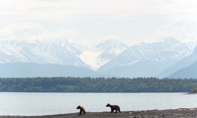 After legal challenge, Alaska judge approves state’s revised bear cull in Southwest Alaska