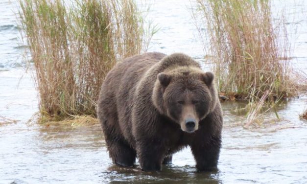 Judge considers request to halt controversial bear cull