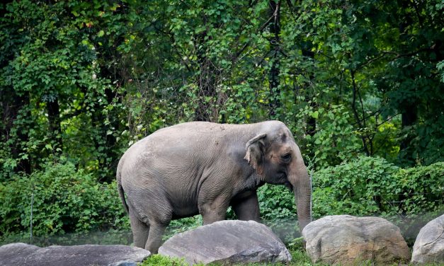 Happy, who taught researchers that elephants can recognize themselves, is euthanized