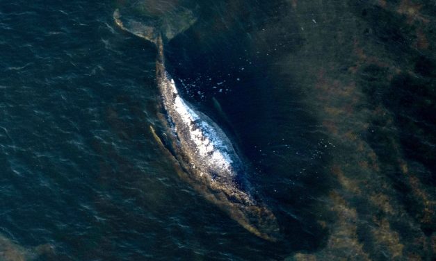 Carcass of Timmy the humpback whale brought to shore in Denmark