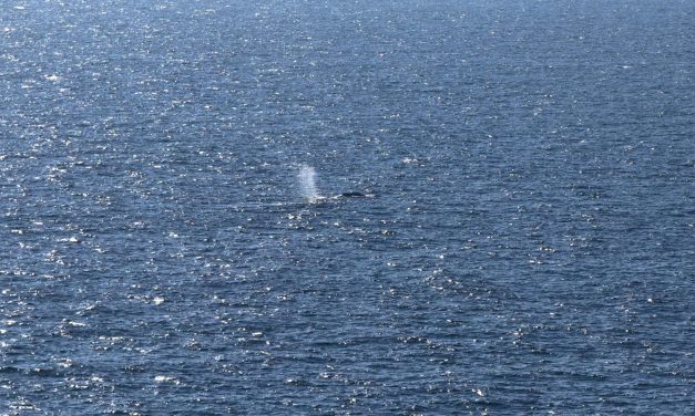 Timmy the stranded whale rescued after weekslong effort