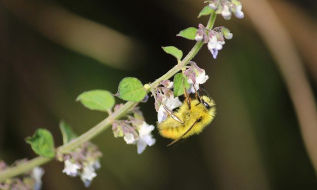 Preserving pollinators is good for health — and income