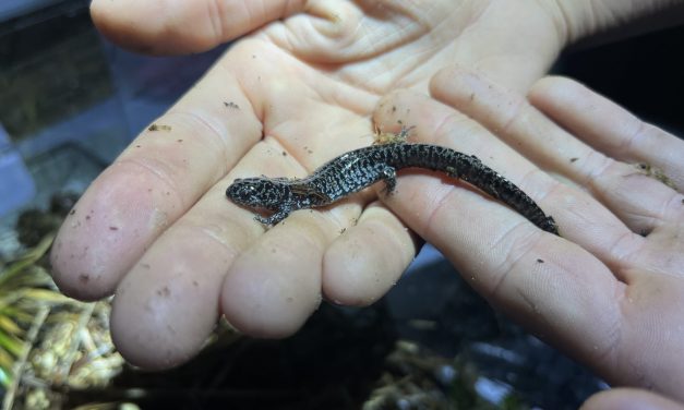 Inside the effort to save one of America’s most imperiled salamanders