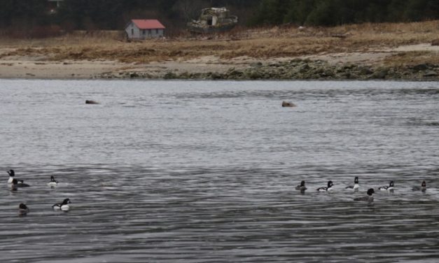 A tribal project is producing hyper-local climate data and strategies for Haines