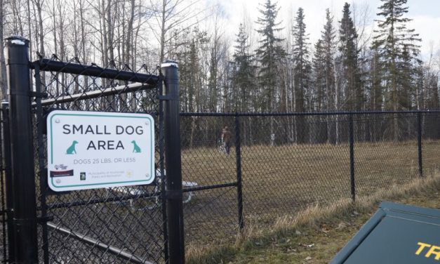 Anchorage adds fines for feeding wildlife after series of eagle incidents