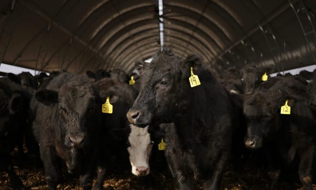 Why the U.S. cattle herd is at a 75-year low — and what it means for beef prices