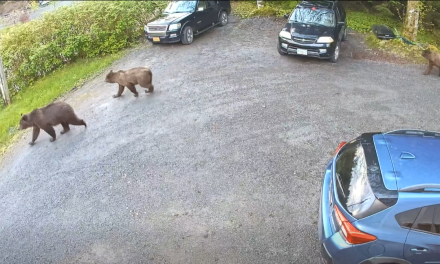 Bears shot after eating livestock, destroying property in Sitka