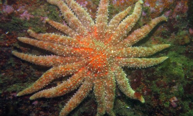 Lawsuit aims to put sunflower sea stars on endangered species list