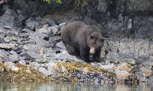 ADF&G wildlife management biologist’s safety tips for bear season