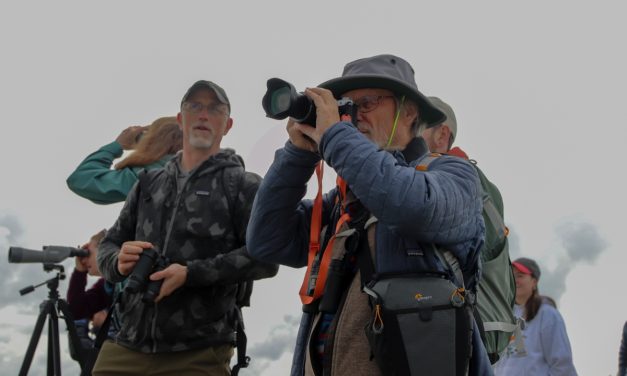 Beloved Yakutat birding festival ‘re-terns’ for 15th season