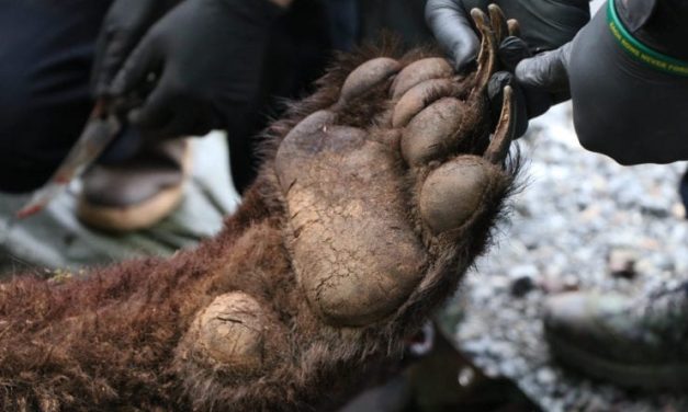As bear season kicks off in Sitka, ADF&G biologist lays out management protocol