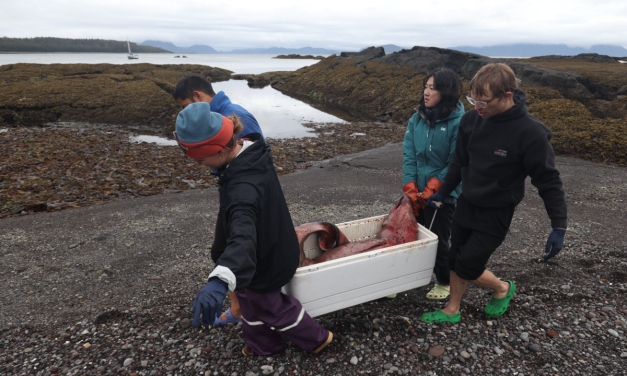Researchers dig into death of deep-sea whale found near Sitka