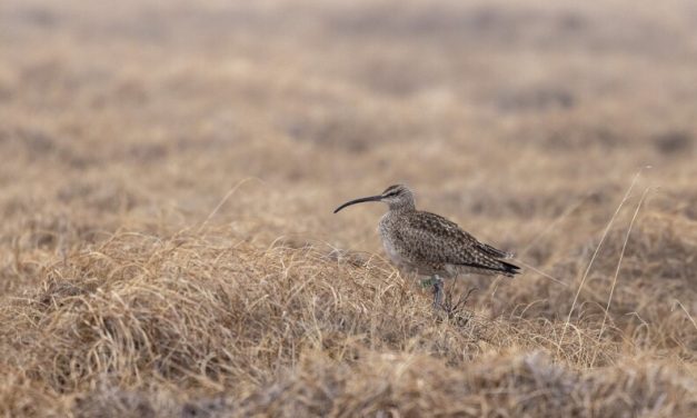 Scientists are tracking whimbrels to help their populations rebound