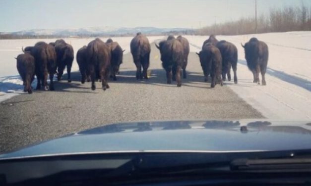 Wildlife managers propose expanding bison habitat near Delta Junction