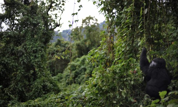 A park famed for rare gorillas gears up to fight Ebola and protect its primates