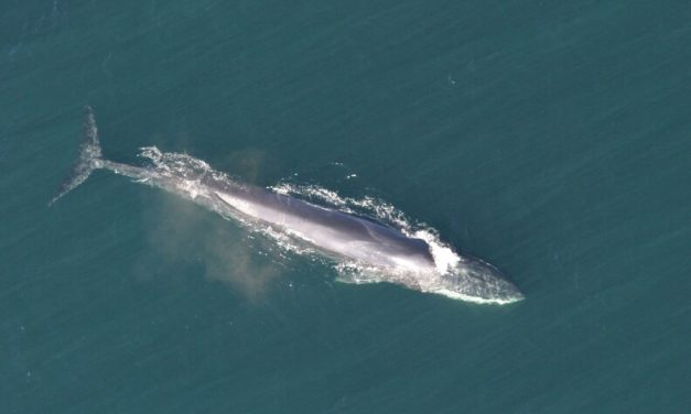 An endangered, pregnant fin whale arrived in Seward dead on a cruise ship bow