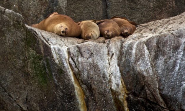 NOAA eyes potential changes to Alaska sea lion protections as Trump urges boosted seafood harvests