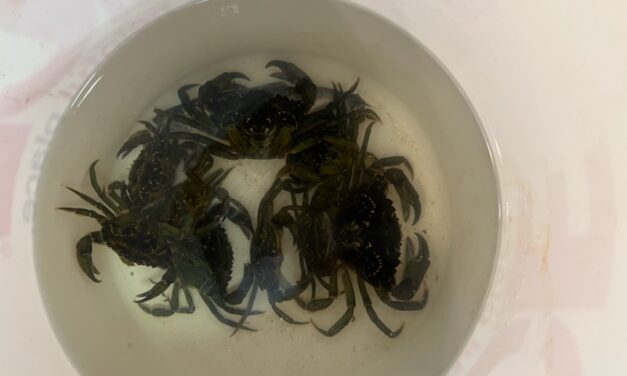 State denies Ketchikan tribe’s request to open green crab fishery
