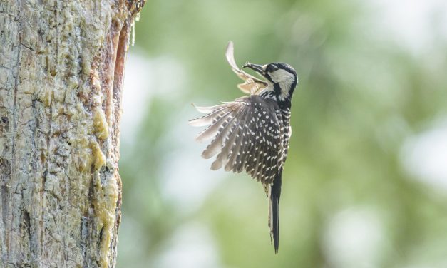 Environmental groups sue government to stop a big change to the Endangered Species Act