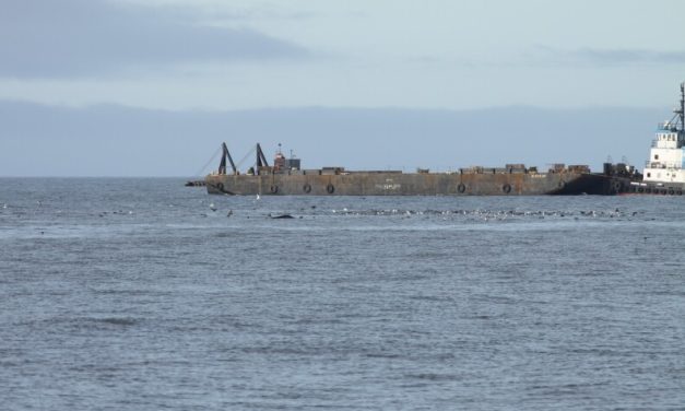 As Arctic ship traffic rises, 2 new studies look at how that could affect marine mammals