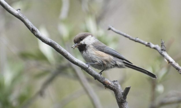 Endangered listing sought as gray-headed chickadee disappears from Alaska