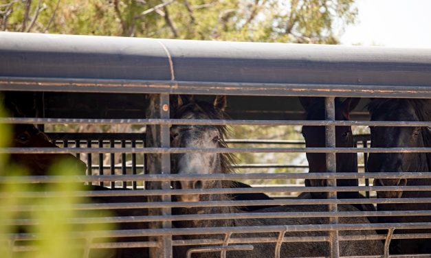 Federal government thins the herds of wild horses in Colorado