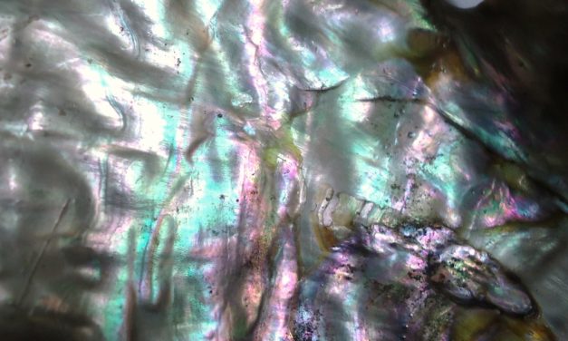 Event to explore abalone shell ‘micro-universe’