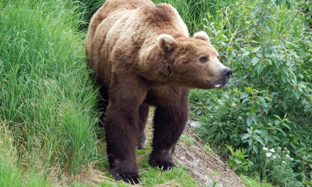 Anchorage runner injured in bear attack near Prospect Heights trailhead