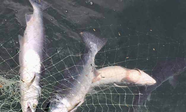 Pink salmon show up late in Southeast Alaska