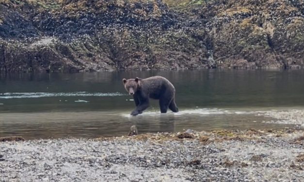 Sitka brown bear drowns during state population count