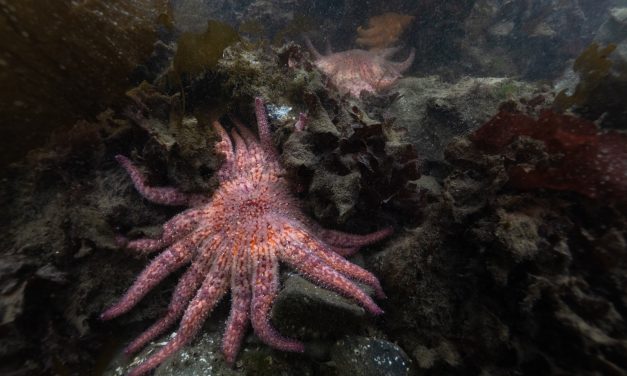 Billions of sea stars have died. A Northwest tribe is trying to save the species