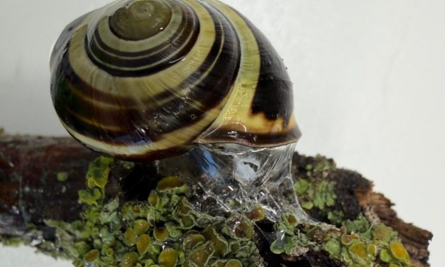 Sticky or slippery? Snails can change their slime to meet the moment