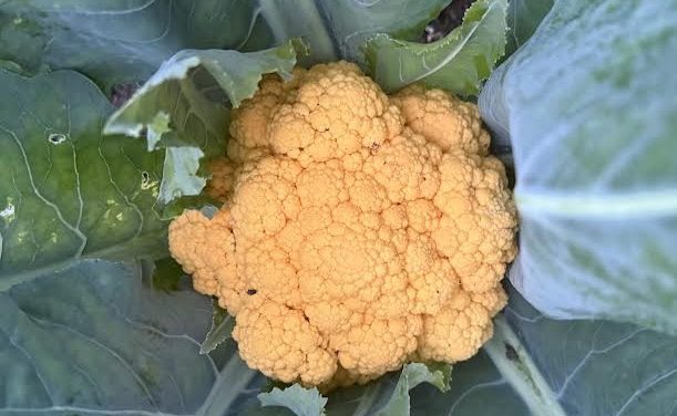 Sitka Community Garden celebrates first harvest with picnic