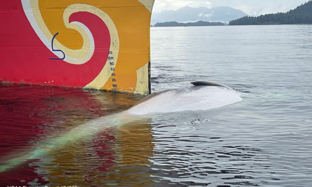 Endangered whale discovered dead on cruise ship bow in Sitka