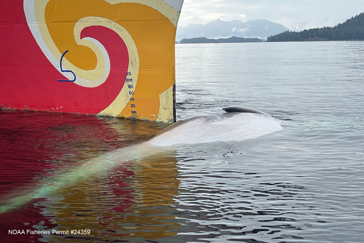 The current image has no alternative text. The file name is: 9.17.2026_Fin-Whale-Sitka_NOAA-Fisheries-Permit-24359_IMG_1464.jpg
