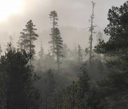 Ranger District wraps up large goshawk survey as required for potential timber sales