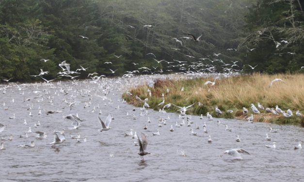 Birders listen to songs of the Tongass on Sunday strolls in Sitka